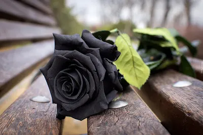 Black Rose